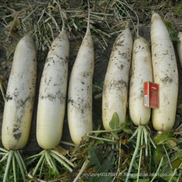 HR03 Dupo blanc résistant au froid OP radis graines dans les graines de légumes